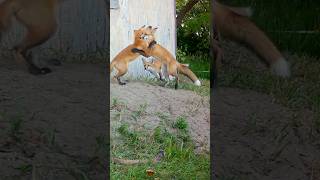 Fox Cubs Wrestling [upl. by Ennaillij]