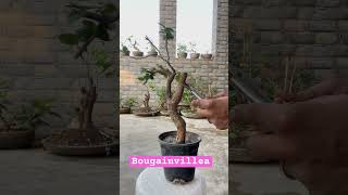 Bougainvillea bonsai  bougainvillea plant Bonsai [upl. by Odella956]