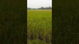 Swmkhwr Mai Fwthar🌾🌾🌾paddy fieldmahariiboro 🥰🥰 [upl. by Blancha]