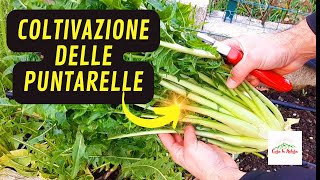 Come Coltivare Le PUNTARELLE [upl. by Arissa]