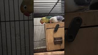 African lovebirds 🐦 africanlovebirds africanlovebirdbreeding lovebirds birds ytshorts shorts [upl. by Mouldon62]