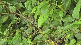 Camouflaged Coppersmith barbet on Grewia asiatica [upl. by Natassia]