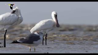 Filming Migratory Shorebirds on the Yellow Sea [upl. by Otit]