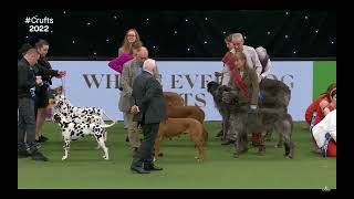 Crufts 2022  Breeders Competition [upl. by Fenelia]