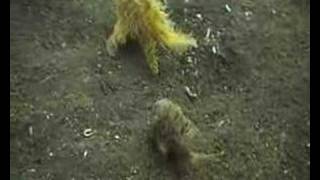 Crazy Hairy Frogfish [upl. by Ayaj]