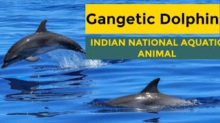 Gangetic River Dolphin  Indias National Aquatic Animal [upl. by Annav]