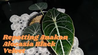 MEMISAHKAN DAN MENANAM ANAKAN ALOCASIA BLACK VELVET [upl. by Larsen]