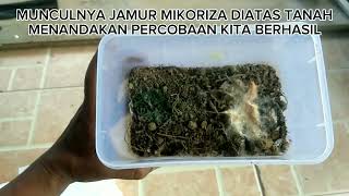 Cara Membuat Jamur Mikoriza [upl. by Sacttler]