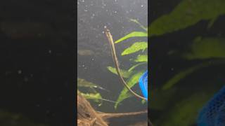 Pipefish exploring the aquarium [upl. by Ahsekam]