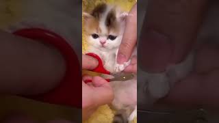 Trimming Nails of Kitten  YouTube  Shorts [upl. by Raknahs41]