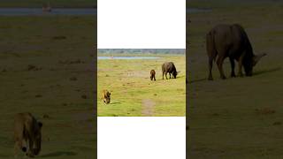 Lions hunting baffalo slow motion animals shorts [upl. by Milks]