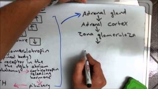 Aldosterone hormone [upl. by Chiquia]