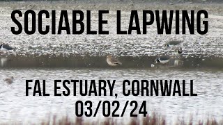 Sociable Lapwing Fal Estuary Cornwall 03022024 [upl. by Nishom84]