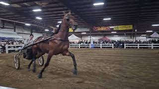 Gordyville 2024super cherry sold for 225000 iowahorsestandardbreedstalliongordyville [upl. by Anid]