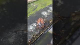 The Common Cockchafer flying beetle uk [upl. by Karyn]