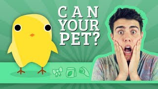 Can Your Pet  Zoella  AlfieGames [upl. by Treb]