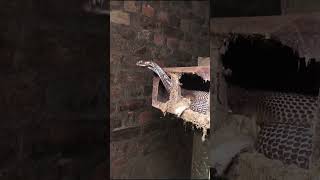 Indian snake rescue भारतीय साँप बचाव ytshorts murliwalahausla [upl. by Ecirtel81]