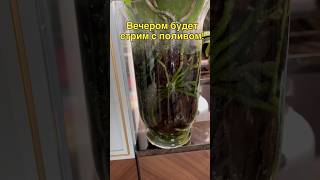 данапротасова orchid orchideenpflege орхидеи orchideen поливорхидей стрим [upl. by Ahsin]