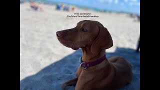 Frida and Charlie The Tale of True Vizsla Friendship [upl. by Ennaylil]