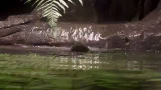 Tilly the cute platypus at Taronga Zoo Sydney  above water [upl. by Pulsifer]