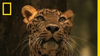 Leopard  Big Cats Love [upl. by Lamag215]