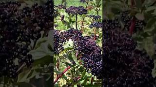 Growing Elderberries Pollination and Ripening👨‍🌾 shorts fruit [upl. by Nenad]