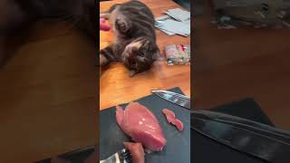 😂😂😂 shortvideo funnypetschannel cat funnypetslife pets yourcat funnypetclub [upl. by Ardried]