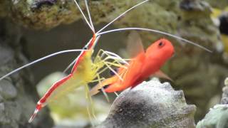 Cleaner Shrimp Cleaning [upl. by Lilybel]