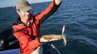 Pêche des calamars à la turlutte en bateau Oblades et Serran aux leurres Europêche34 [upl. by Karine]