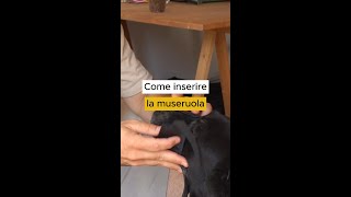 Come inserire la museruola al cane [upl. by Susumu]