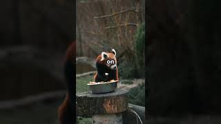 Hilarious Red Panda Antics You Cant Miss funnyanimals facts redpanda [upl. by Mundford]