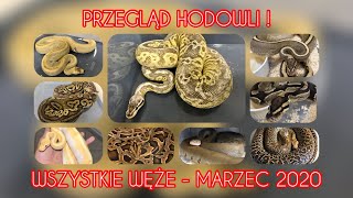 PRZEGLĄD HODOWLI  WSZYSTKIE WĘŻE PYTONY KRÓLEWSKIE TYGRYSIE DYWANOWE I ANAKONDA ZIELONA [upl. by Natividad]