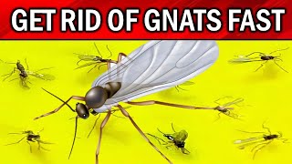 How to Get Rid of Gnats amp Fruit Flies in the House NATURALLY [upl. by Binnings]