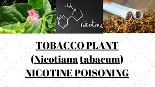 Tobacoo Nicotiana Tabacum  Nicotine poisoning  UGC NET Forensic science notes [upl. by Berman]