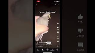 Bird screaming at the top of his lungs funny memes birds credits Calebsworld681 [upl. by Iggep]