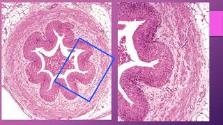 HISTOLOGY OF URETER AND URINARY BLADDER  URINARY SYSTEM [upl. by Trisa]