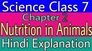 Nutrition in animals Class 7 [upl. by Reifinnej788]