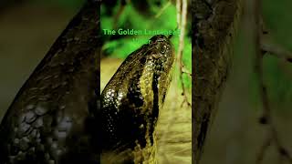 Golden Lancehead Viper The Most Dangerous Snake In The World [upl. by Nilyak]