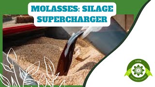 Unlocking the Benefits in small scale silage making How Molasses Enhances Silage Making [upl. by Nitnert]