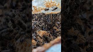 Hilfe so viele Bienen Hochisolierte Beuten imkern bee bienen [upl. by Yenaled]