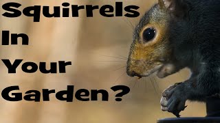 Keep SQUIRRELS OUT of Your GARDEN [upl. by Ennaj610]