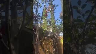 3 macadamia nuts 🌰 tree 🌳  backyard fruit trees 🌴 chicken coop ❤️🌳🌴🌰👍😊😇🐈🍎🍏🍀🐈‍⬛🏠 [upl. by Kiel519]