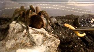 Tarantula Feeding Video 116  Its a Good oneTrust me LOL [upl. by Araec688]