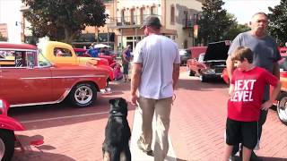 Walking my GSD with no leash through a car show [upl. by Cataldo]