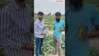 khira ki khetifarmingshortvideo viral [upl. by Refinneg]