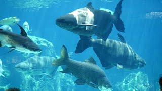 Big Fishes Swimming in Aquarium  Mekong Giant Catfish Video with giant barb [upl. by Mok318]