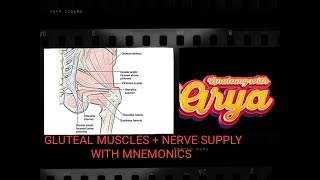 GLUTEAL MUSCLES NERVE SUPPLY WITH MNEMONICSLOWER LIMB ANATOMY IN TAMIL [upl. by Ahsaekal]