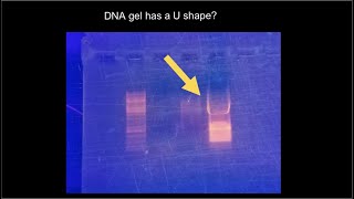 Agarose gel electrophoresis analysis quotU shaped bandsquot [upl. by Morley]