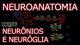 Aula Neuroanatomia  Neurônios e Neuróglia  Neuroanatomia Humana 2 [upl. by Noak729]