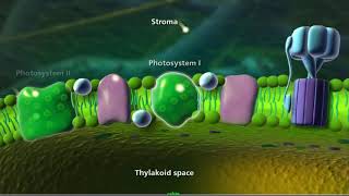 photosystem 12 [upl. by Nuhsar]